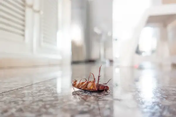 What Are the First Signs You Need Professional Cockroach Removal in Brooklyn, NY?